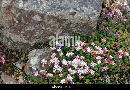 Stonecrop Sedum anglicum (anglais) et le thym sauvage (Thymus praecox) croître parmi les blocs de basalte de la Chaussée des Géants. Bushmills, Antrim, Northern Banque D'Images