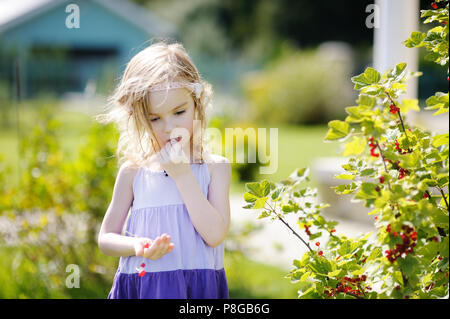 Adorable petite fille aux groseilles rouges dans un jardin Banque D'Images