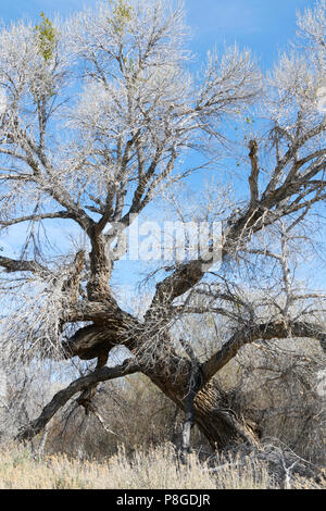 Grand peuplier de l'arbre sans feuilles en hiver Banque D'Images