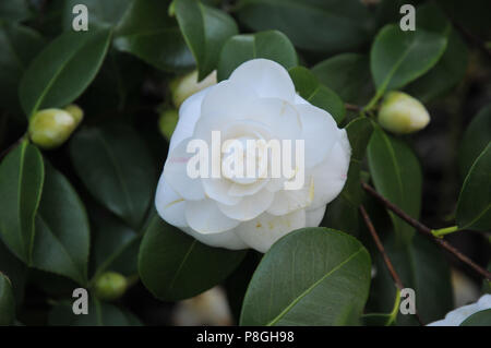 Camellia japonica 'Alba Plena' Banque D'Images