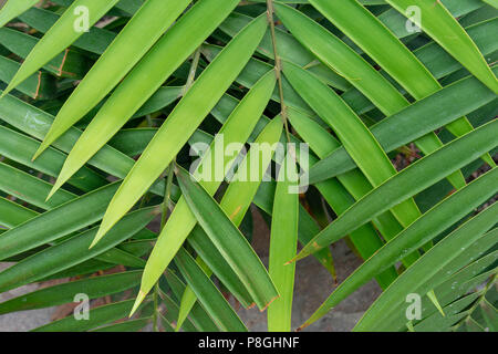 Le chevauchement de la feuille verte motif en zigzag pour structure background Banque D'Images