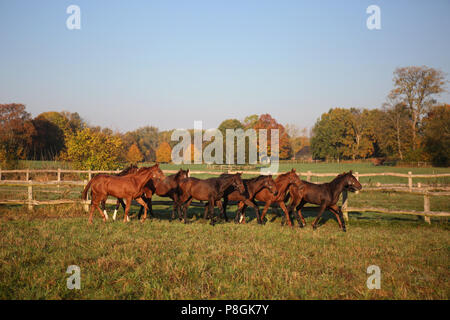 Goerlsdorf cloutés, des chevaux sur un matin d'automne sur le pâturage au trot Banque D'Images