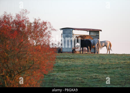 Gestuet, Goerlsdorf les chevaux mangent dans le pâturage à partir d'une botte de couvert Banque D'Images