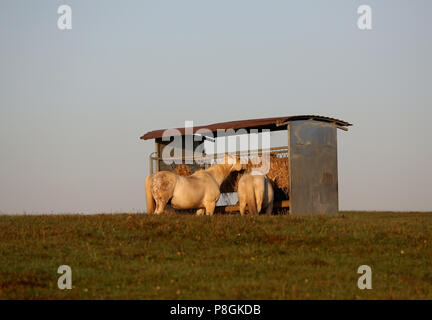 Gestuet, Goerlsdorf les chevaux mangent dans le pâturage à partir d'une botte de couvert Banque D'Images