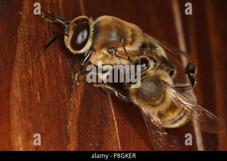 Berlin, Allemagne, abeille à miel (à droite) pousse un bourdon de la ruche Banque D'Images