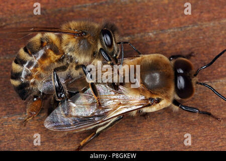 Berlin, Allemagne, abeille à miel (ci-dessus) pousse un bourdon de la ruche Banque D'Images