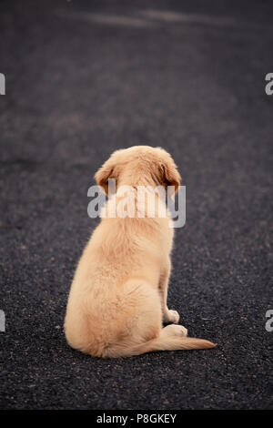 Chiot mignon assis sur une route goudronnée tout seul, attendant quelque part à pied. Banque D'Images
