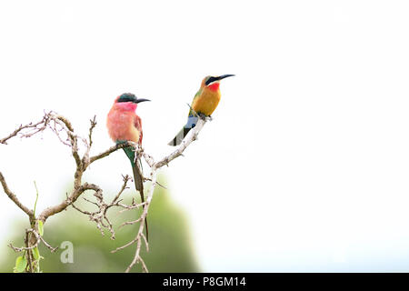 Bee eater bird Meropidae Banque D'Images