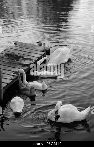 Famille de cygnes sur l'étang à l'été Banque D'Images