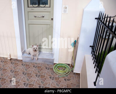 West Highland Terrier détente sur la véranda d'une petite maison à Ermoúpoli, sur l'île de Syros Cyclades grecques. Banque D'Images