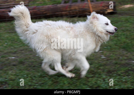 Nouveau Kaetwin, Allemagne, chien de Montagne des Pyrénées en mouvement Banque D'Images