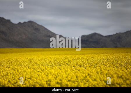 Des champs de colza jaune avec une montagne en arrière-plan. Banque D'Images