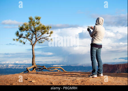 La prise d'un téléphone cellulaire avec photo d'un enracinement superficiel pin souple, ou Pinus flexilis,sur le bord de Bryce Amphitheater, Utah, USA.. Banque D'Images