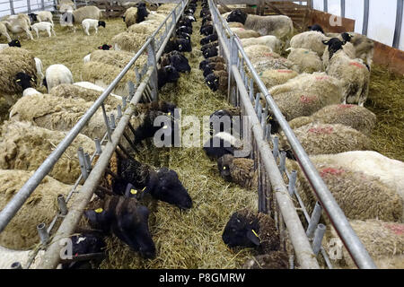 Nouveau Kaetwin, Allemagne, dans le mouton Dorper foin manger stable Banque D'Images