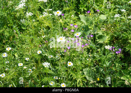 Ox-Eye Marguerites, cow parsley et Cranesbills prés de fleurs sauvages poussant dans les Alpes françaises à Les Gets Portes du Soleil France Haut-Savoie Banque D'Images