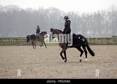 Neustadt (Dosse), les chevaux sont montés en hiver sur un tournoi Banque D'Images