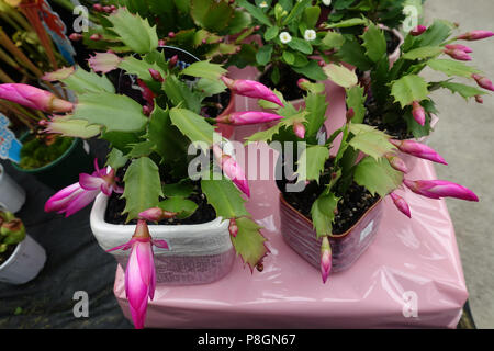 Cactus d'automne ou également connu sous le nom de Zygocactus Schlumbergera truncata Banque D'Images