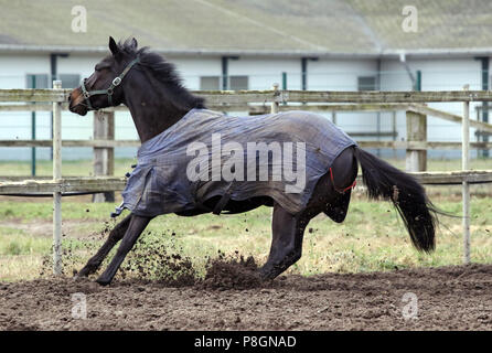 Neuenhagen, freins de chevaux au grand galop en face de la clôture d'un paddock de sable Banque D'Images