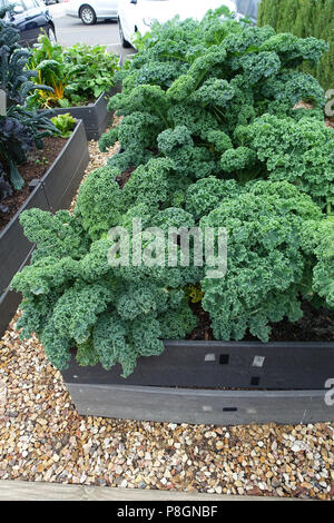 Brassica oleracea croissante ou connu sous le nom de Scotch bleu Nain Kale sur un potager Banque D'Images