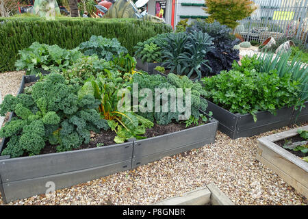 Potager avec légumes mixtes de plus en plus prêt pour la récolte Banque D'Images