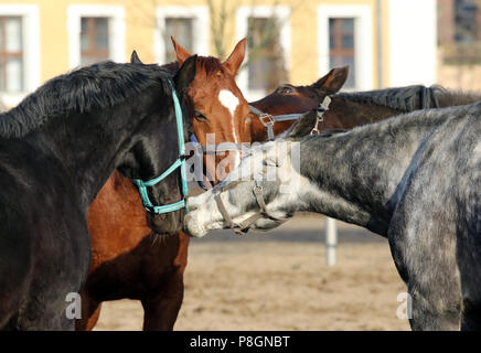 Neustadt (Dosse), chevaux pluck eux-mêmes à la dos-nu Banque D'Images