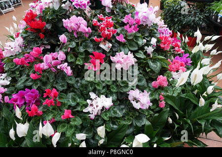 Couleurs de fleurs de cyclamen en fleurs avec leurs feuilles ornementales Banque D'Images