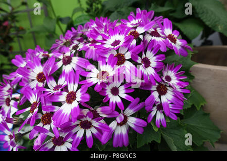 Senetti Senetti Pericallis ou en pleine floraison Banque D'Images