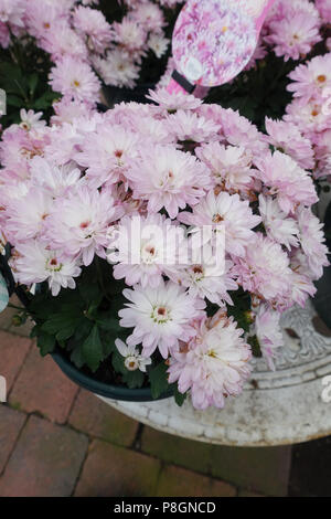 Chrysanthemum morifolium ou connu sous le nom de DAISY et de fleurs jardin fleurs plein mumibn hardy Banque D'Images