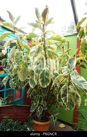 L'éclair blanc Ficus plantes poussant dans un pot Banque D'Images