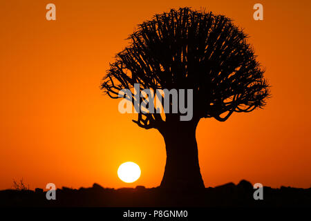 Silhouette de baobab avec coucher du soleil orange à l'arrière-plan dans le désert de Namibie. Banque D'Images