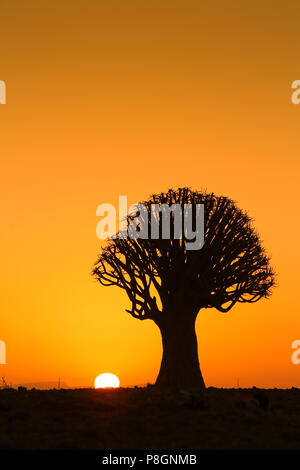 Silhouette de baobab avec coucher du soleil orange à l'arrière-plan dans le désert de Namibie. Banque D'Images