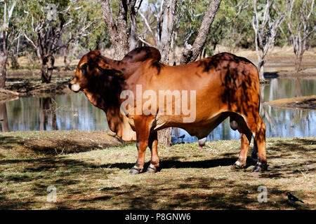 La butte de reproduction de Brahman, Bull (Bos primigenius indicus), l'Australie Banque D'Images