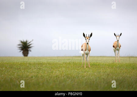 Deux springboks debout sur un terrain vert avec un seul l'Aloe en arrière-plan. Banque D'Images