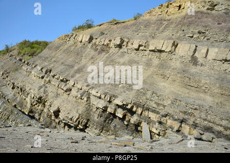 Falaises fossilifères de Joggins, dans la baie de Fundy, en Nouvelle-Écosse, Canada 15e site du patrimoine mondial de l'UNESCO Banque D'Images