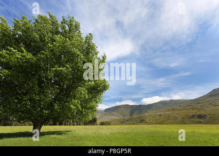 Paysage d'un grand arbre vert sur un magnifique domaine verdoyant avec un fond de ciel bleu. Banque D'Images