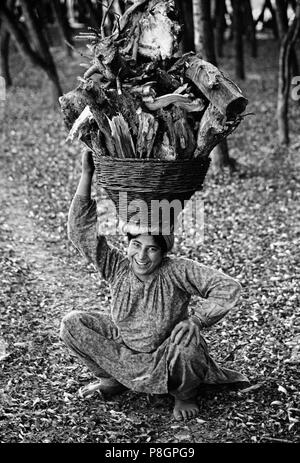 Cachemire femme porte un panier de bois de feu sur sa tête - Cachemire, Inde Banque D'Images