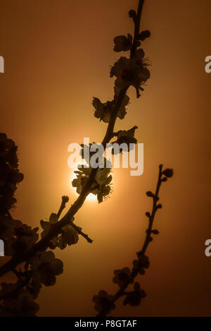 Fleurs prune brillant dans la lumière du soleil, Setagaya, Japon Banque D'Images