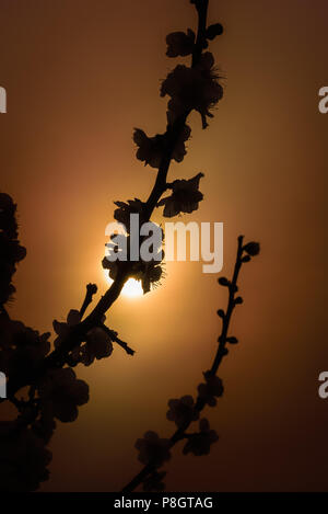 Fleurs prune brillant dans la lumière du soleil, Setagaya, Japon Banque D'Images