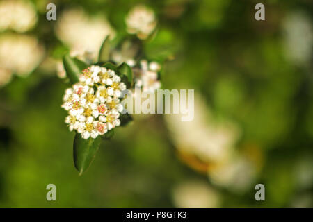 Très faible profondeur de champ photo de Apple Blossom (seul carpelle de fleurs et d'étamines en focus). Résumé Contexte de printemps. Banque D'Images