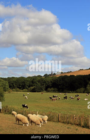 Les moutons et les vaches qui paissent dans la rivière Douglas Valley dans le Lancashire ci-dessous Work1, dominé par l'Église du Christ, Parbold Banque D'Images