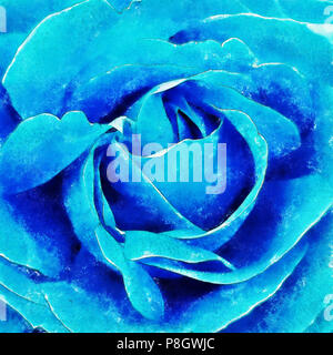 Libre de rose blanche fine art, peinture numérique créé par la main à l'aide de plusieurs techniques pour ressembler à l'aquarelle sur papier. Banque D'Images