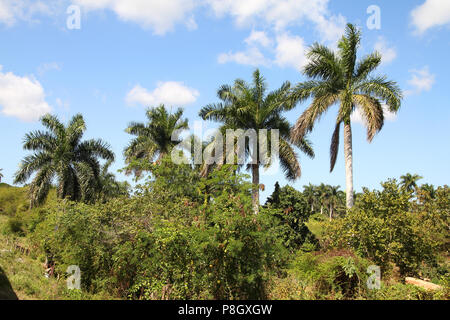 Cuba nature, Royal Palm Grove. Jungle et de palmier. Banque D'Images