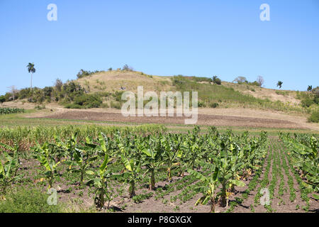 Cuba paysage - l'agriculture et l'élevage. Les petits bananiers dans une future ferme de bananes. Banque D'Images