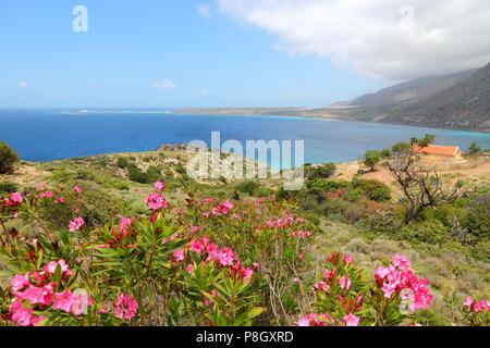 Côte de l'île de Crète en Grèce. Près de la côte célèbre d'Elafonisi (ou d'Elafonissi). Fleurs de lauriers roses. Banque D'Images