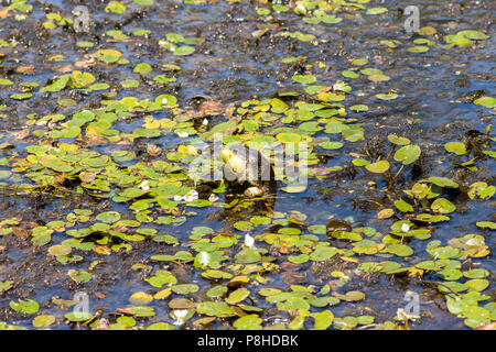 Une couleuvre d'eau (Nerodia sipedon) se nourrissent d'une grenouille verte (Lithobates clamitans) dans un marais. Banque D'Images