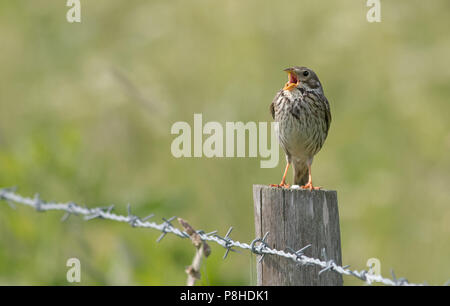 Bruant proyer - Emberiza calandra perché sur un piquet de clôture en pleine chanson. Uk Banque D'Images