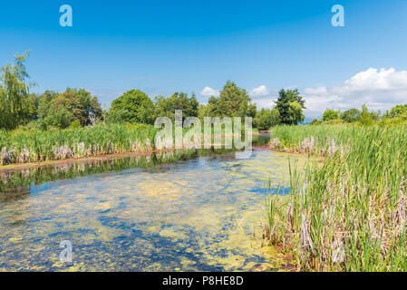 Marais naturel entouré de roseaux et d'arbres à feuilles caduques avec ciel bleu en été Banque D'Images