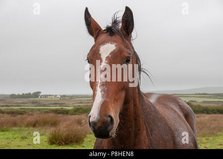 Ponies de Connemara en République d'Irlande. Banque D'Images