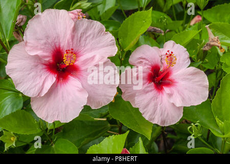 Hibiscus en fleurs dans le jardin à The Woodlands, Texas. Banque D'Images