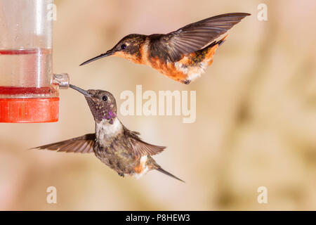 Purple-throated Woodstar Calliphlox mitchellii, Hummingbird, à Tandayapa Lodge en Equateur. Banque D'Images